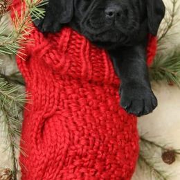 Labrador Retrievers from Magnum Star Retrivers