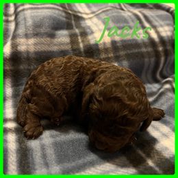 Boy 3 - Poodle puppy in Jackson, Kentucky from Ember’s Kennel of Poodles and Doodles