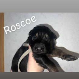 Gray collar Roscoe - Black and red male German Shepherd puppy in Winterport, Maine from Vom Stevens Old Fashioned German Shepherds