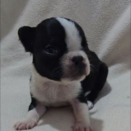 Boy 2 - Black and white male Boston Terrier puppy in Clinton Township, Michigan from Greenberg's Boston Terriers & Bullies of Metro Detroit