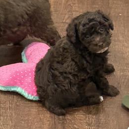 AKC Dark brown male - Brown male Poodle puppy in Quincy, Florida from Always Best Kennels, Inc