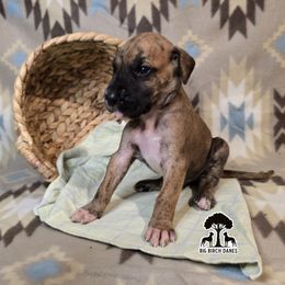 Caramel - Brindle male Great Dane puppy in Spiro, Oklahoma from Big Birch Danes