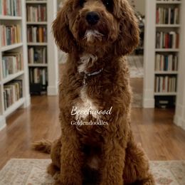 Shiloh - Goldendoodle