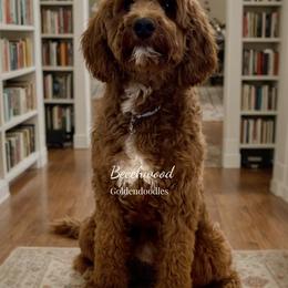 Shiloh - Goldendoodle