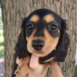 Puppy 4 - Black and tan female Dachshund puppy in Clayton, Indiana from Love Struck Miniature Dachshunds
