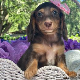 Mili - Chocolate and tan female Dachshund puppy in Lakeland, Florida from Elite Doxies Florida