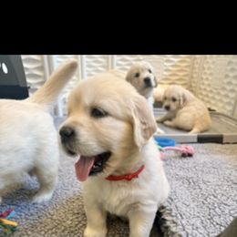 Golden Retriever Puppies from Huckaby’s English Golden Retrievers