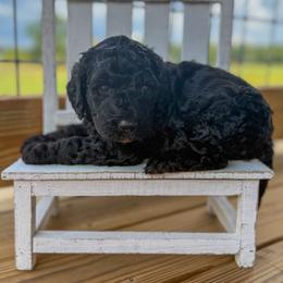 Denim - Black male Goldendoodle puppy in Cleveland, Tennessee from Liberty Creek Farms