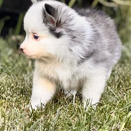 Pomsky Puppies from Blue Heaven Pomsky