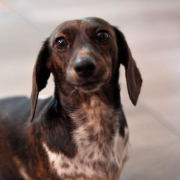 Xena - Dachshund