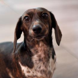 Xena - Dachshund