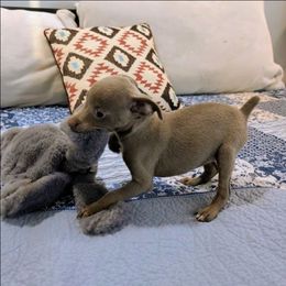 Jo - Fawn white and tan female Rat Terrier puppy in Jerusalem, Ohio from Twin Hickory Ranch