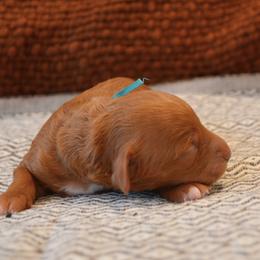 Goldendoodle Puppies from Cozy Cove Goldendoodles
