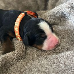 Orange girl - Bernese Mountain Dog puppy from Country Acres Berners
