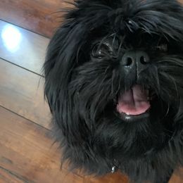 Delgado  - Shih Tzu