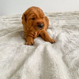 Stone - Dark golden Golden Retriever puppy in Nampa, Idaho from Redwood Goldens