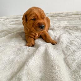Stone - Dark golden Golden Retriever puppy in Nampa, Idaho from Redwood Goldens