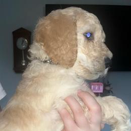 Black Collar - Apricot male Goldendoodle puppy in Winchester, Tennessee from Mahaffey’s Doodles