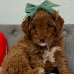 💚 Chanel - Red Cavapoo puppy in Dfw, Texas from My QT Doodles