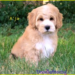 A'ja - Apricot female Australian Labradoodle puppy in Billings, Montana from Doodle Around