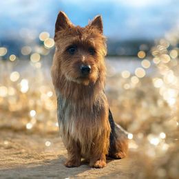Thing - Australian Terrier
