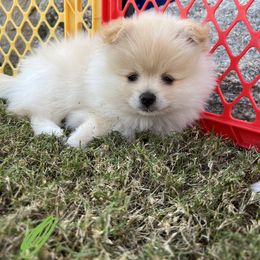 Pomeranian Puppies from Brumback Poms