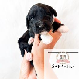 Sapphire - Black and white female Aussiedoodle puppy in Corydon, Indiana from Ridgeline Doodles