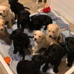 Labrador Retriever Puppies from Loving Loyal Labs