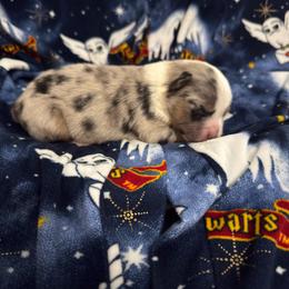 Bean - Blue merle male Miniature Australian Shepherd puppy in Murfreesboro, Tennessee from Skye’s Waggin’ Aussies