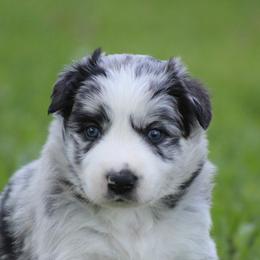 Blue Merle male - Blue merle male Border Collie puppy in Tylertown, Mississippi from Cool Meadow Farms