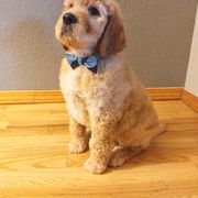 Irish Doodle Puppies from Kay's Kustom Doodles