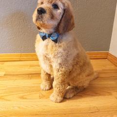 Irish Doodle Puppies from Kay's Kustom Doodles