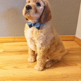 Irish Doodle Puppies from Kay's Kustom Doodles