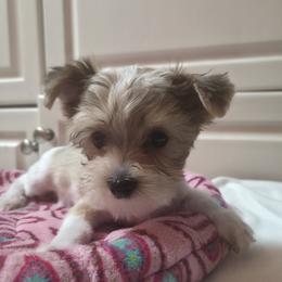 Lil Baby Boy - Parti male Yorkshire Terrier puppy in San Marcos, Texas from Casa de Yorkies