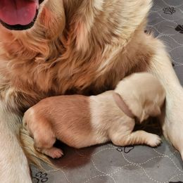 Golden Retriever Puppies from Golden Ratio Retrievers