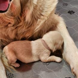 Golden Retriever Puppies from Golden Ratio Retrievers