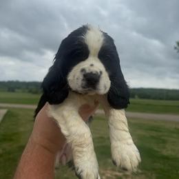 Sooie - Black and white female English Springer Spaniel puppy in Morrilton, Arkansas from Triple M Farms & Springers