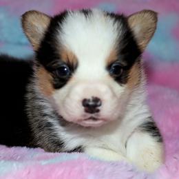 Pembroke Welsh Corgi Puppies from Northwynd Corgis