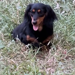Dachshund puppies from Crimson’s longhair Dachshunds