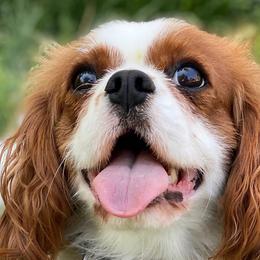 Assorted Doodle Crosses, Cavalier King Charles Spaniels, Cavapoos, Maltipoos, and Poodles from Little Teton Doodles