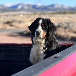 Dallee - Bernese Mountain Dog