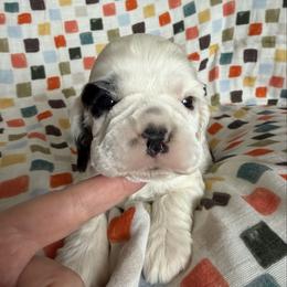 Uno - Black and white male Cocker Spaniel puppy in Delphi, Indiana from Benchmark Cockers