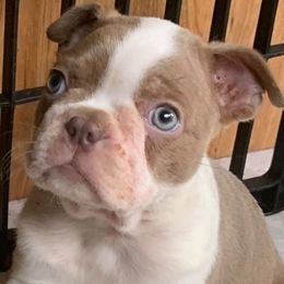Boston Terriers from TN PawPaw Patch