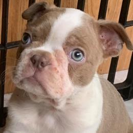 Boston Terriers from TN PawPaw Patch