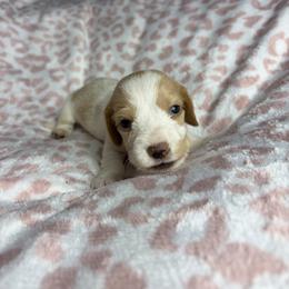 George - Piebald male Dachshund puppy in Lake City, Florida from My Ditzy Doxies of Florida