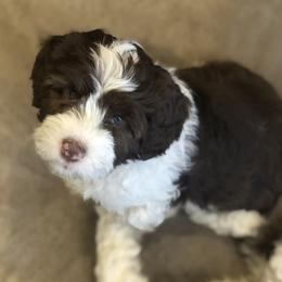 Australian Labradoodle Puppies from Oodles Of Fluffy Doodles