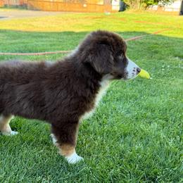 Puzzle - Red tri-color female Miniature American Shepherd puppy in Spanaway, Washington from Meadow Run Mini American Shepherds