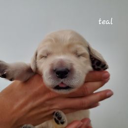 Golden Retriever Puppies from Lakeside Goldens