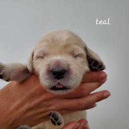 Golden Retriever Puppies from Lakeside Goldens