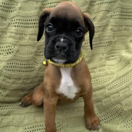 Sailor - Fawn female Boxer puppy in Cicero, New York from MK Boxer Haven of CNY
